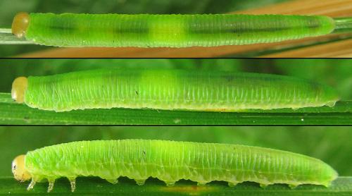 Réf. 215 606 : Brachythops flavens