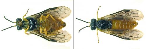 Réf. 215 608 : Brachythops flavens