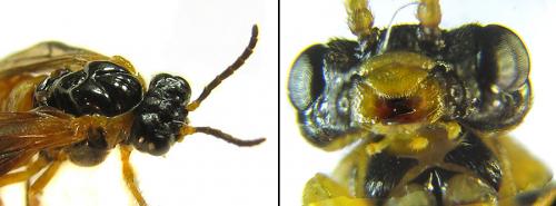 Brachythops flavens