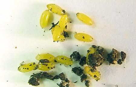 Brachythops flavens