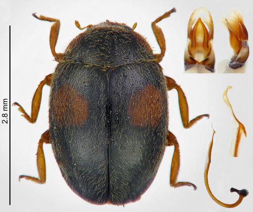 Scymnus frontalis