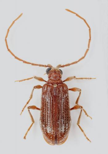 Réf. 215 776 : Ptinus subpilosus