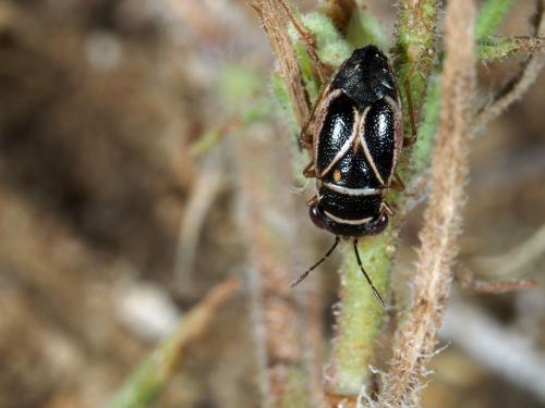 Réf. 215 307 : Geocoris grylloides