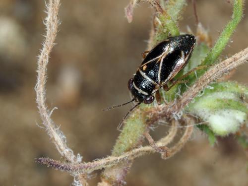 Réf. 215 308 : Geocoris grylloides