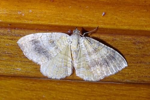 Réf. 215 086 : Camptogramma bilineata