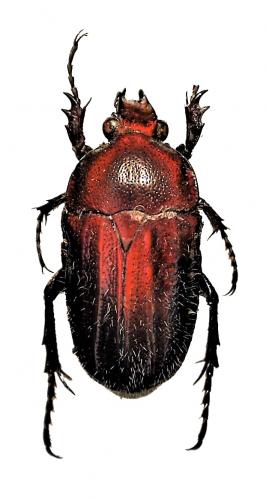 Réf. 215 449 : Gnathocera hyacinthina