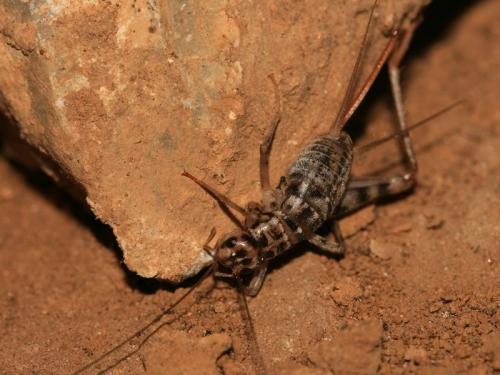 Gryllomorpha dalmatina dalmatina