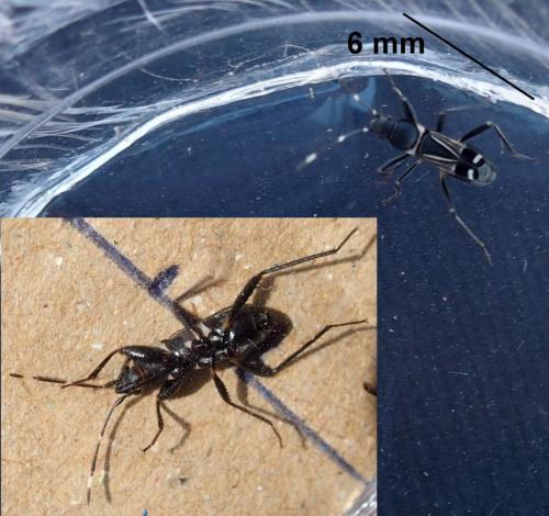 Ragliodes disjunctus