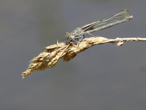 Hetaerina americana