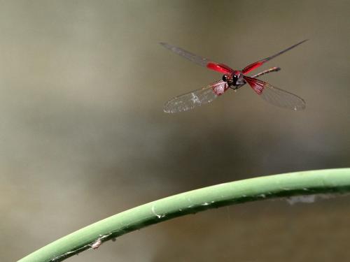 Hetaerina americana