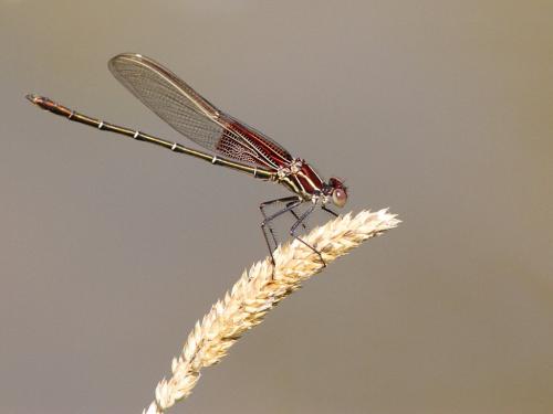 Hetaerina americana
