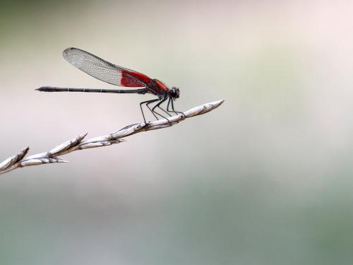 Hetaerina americana
