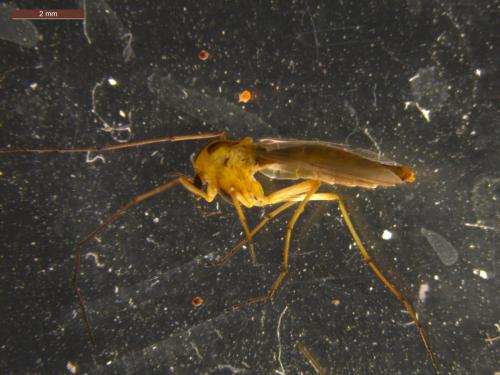 Réf. 215 531 : Chironomini inconnu