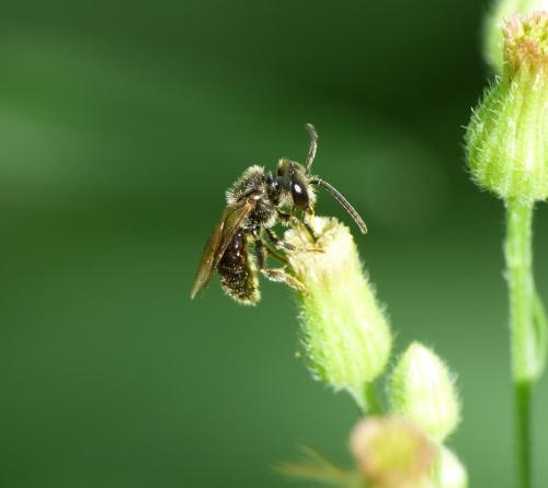 Lasioglossum sp.