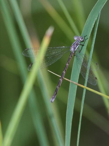 Lestes congener