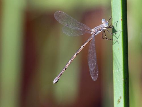 Lestes congener