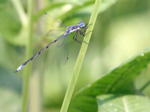 Lestes congener