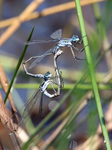 Lestes disjunctus