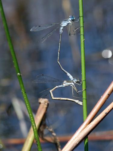 Lestes disjunctus