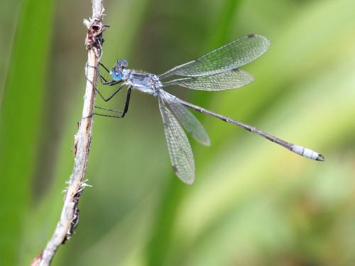 Réf. 215 196 : Lestes disjunctus