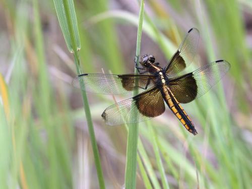 Libellula luctuosa