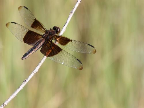 Libellula luctuosa
