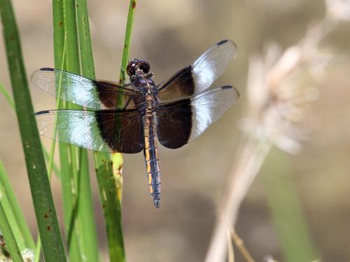 Réf. 215 909 : Libellula luctuosa