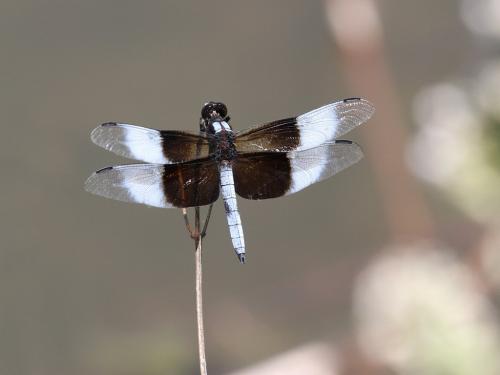 Réf. 215 910 : Libellula luctuosa