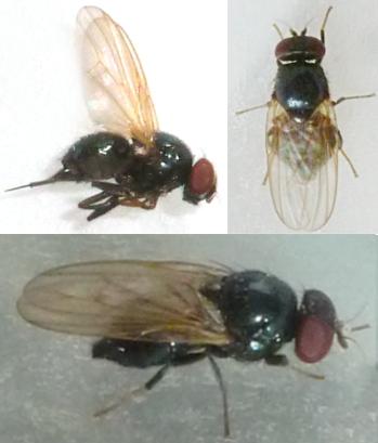 Réf. 215 969 : Lonchaea fugax
