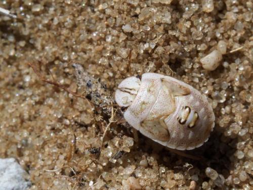 Menaccarus arenicola