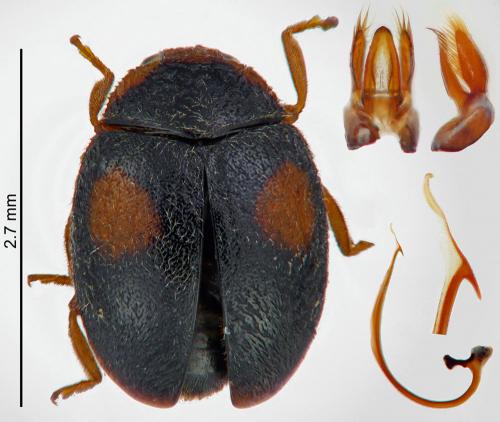 Réf. 215 534 : Scymnus schmidti