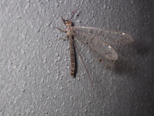 Réf. 215 869 : Distoleon tetragrammicus