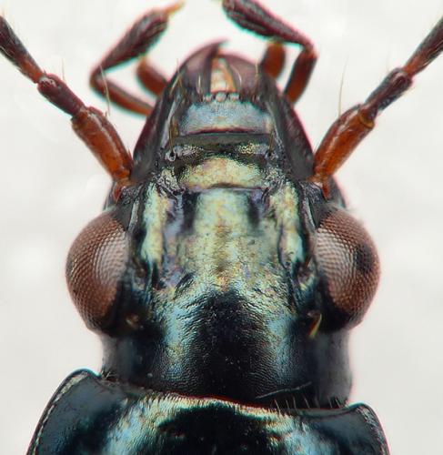 Bembidion tibiale