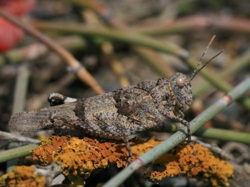 Oedipoda charpentieri