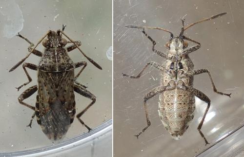Réf. 215 905 : Stictopleurus punctatonervosus