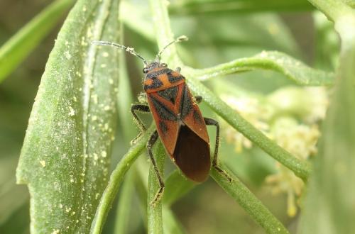 Réf. 215 235 : Graptostethus servus servus