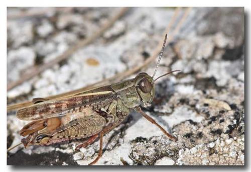 Calliptamus sp.