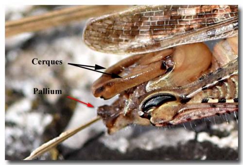 Calliptamus sp.