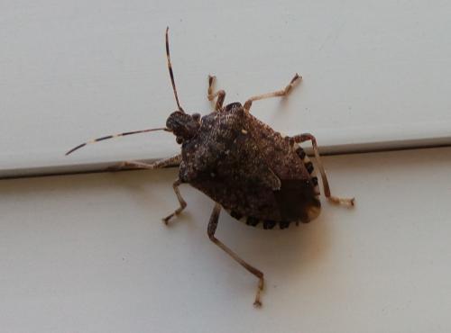 Halyomorpha halys