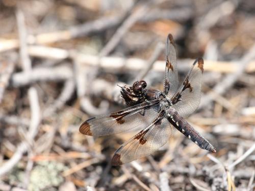 Plathemis lydia
