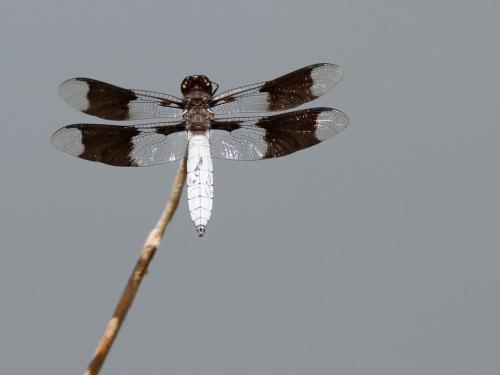 Plathemis lydia