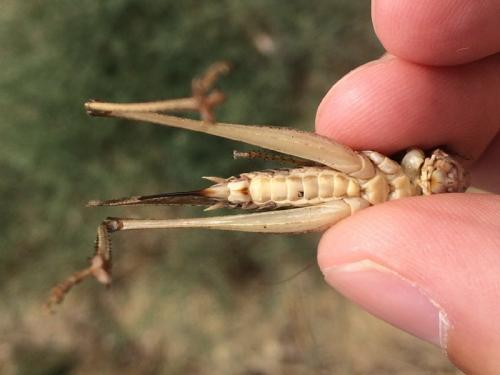 Platycleis sabulosa
