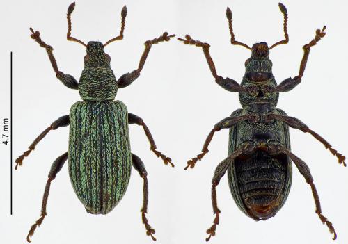 Réf. 215 801 : Polydrusus aeratus