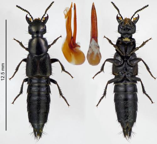 Réf. 215 759 : Philonthus splendens