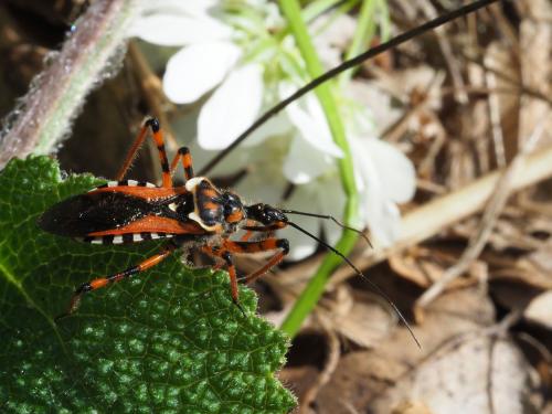 Réf. 215 532 : Rhynocoris punctiventris