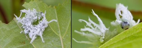Eriocampa umbratica