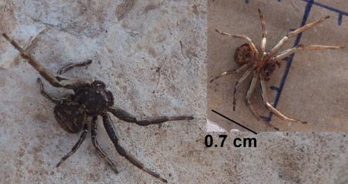 Xysticus sp.