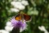 215566 – Photo : Nicolas Alric – France (05)