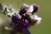 215468 – Photo : chrisoneye – France (66)