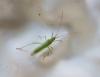 215300 – Photo : Daniel Philippe – France (47)